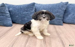 Cavapoo dogs for sale: Callie - Image 3