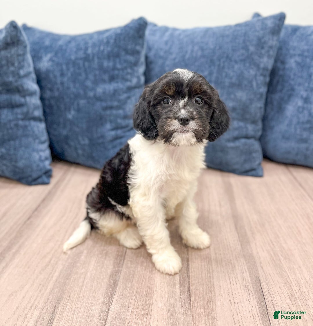 Cavapoo dogs for sale: Callie - Image 3