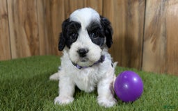 Cavapoo dogs for sale: Missy Girl 3 - Image 1