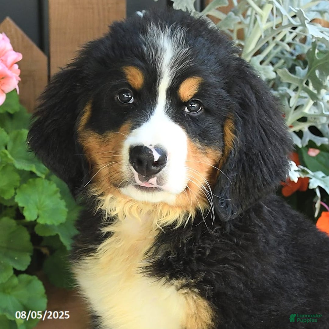 Bernese Mountain Dog dogs for sale: Maze - Image 4