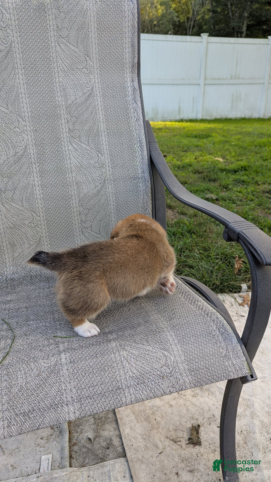 Welsh Corgi Pembroke dogs for sale: Redwhitefemale - Image 5