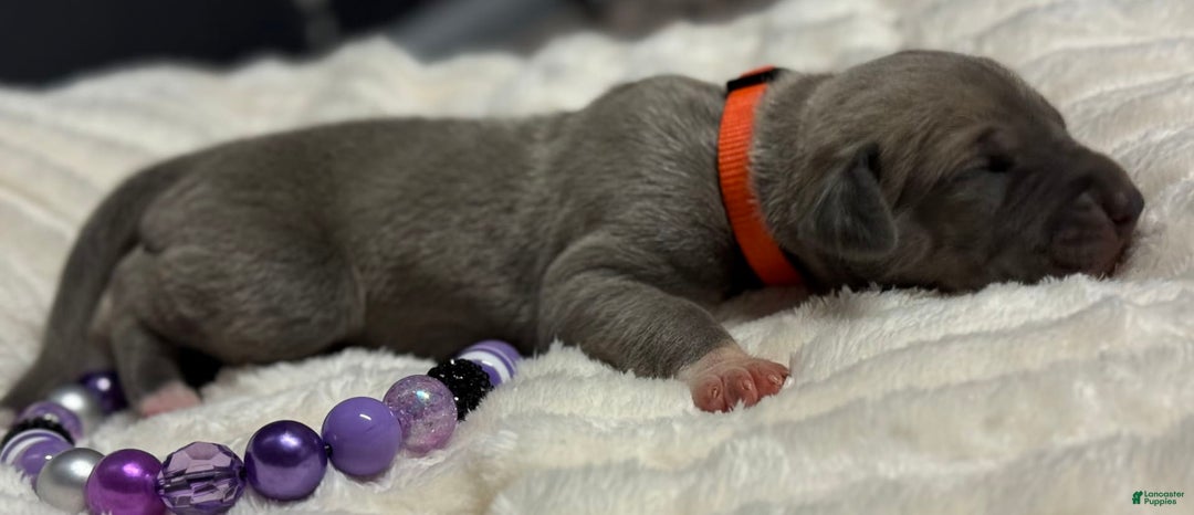 Great Dane dogs for sale: Blue Fawn Female - Image 2