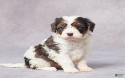 Cavapoo dogs for sale: Eve - Image 5
