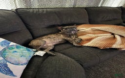 French Bulldog dogs for sale: Blue Bell - Image 4