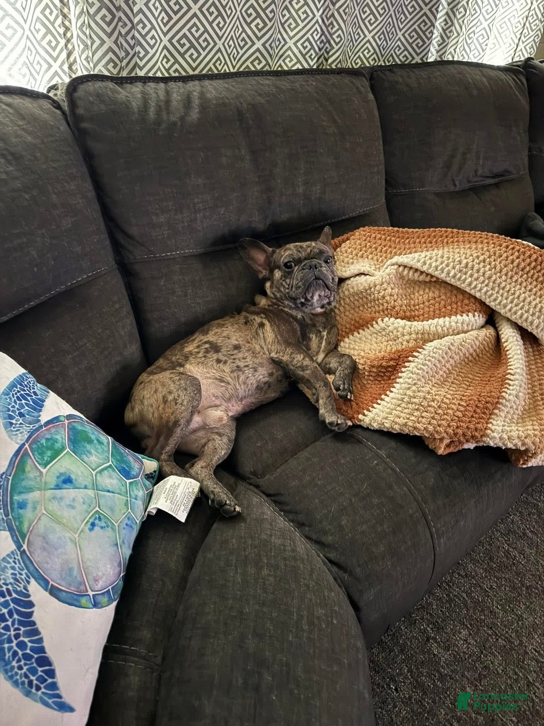 French Bulldog dogs for sale: Blue Bell - Image 4