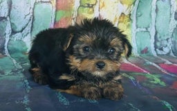 Yorkshire Terrier dogs for sale: Yorkshire Terrier - Image 1