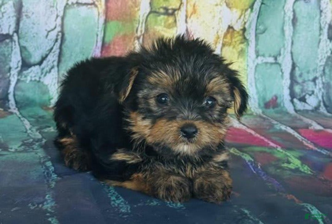 Yorkshire Terrier dogs for sale: Yorkshire Terrier - Image 1