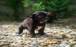Pomchi dogs for sale: Batty - Image 10