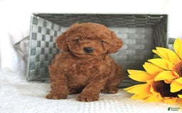 Miniature Poodle dogs for sale: Romeo - Image 1