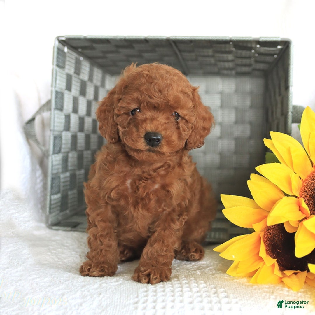 Miniature Poodle dogs for sale: Romeo - Image 1