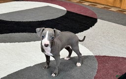 Italian Greyhound dogs for sale: Joey - Image 7