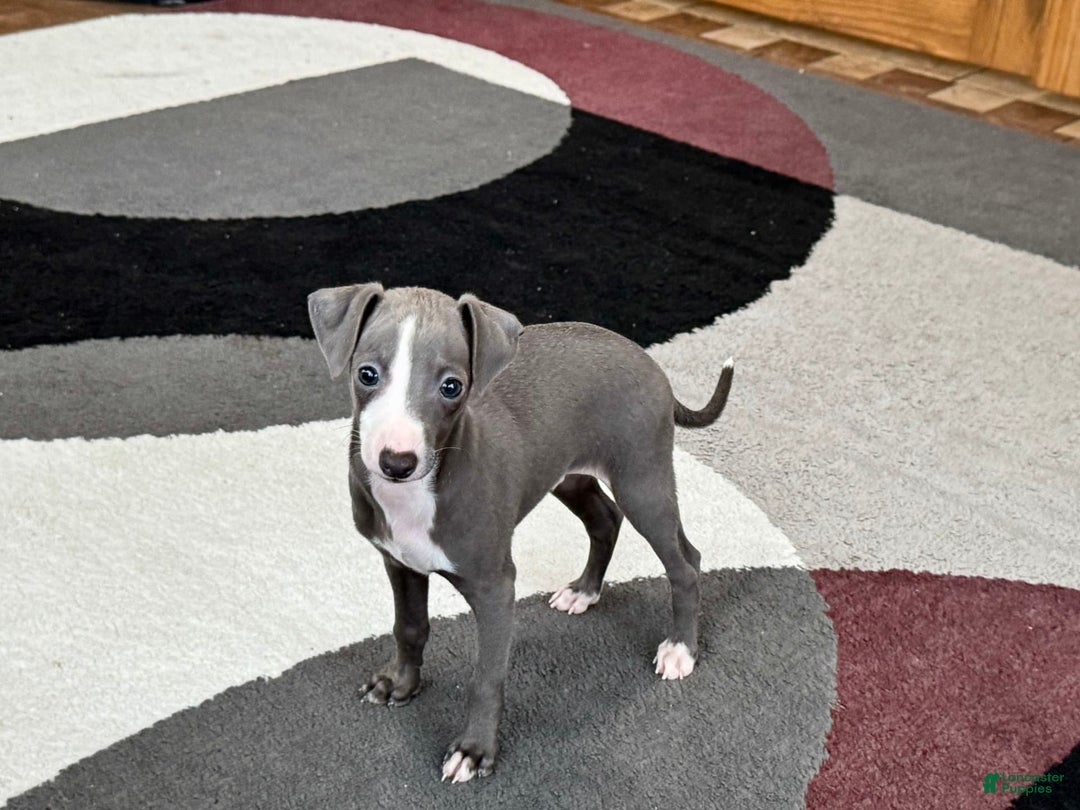 Italian Greyhound dogs for sale: Joey - Image 7