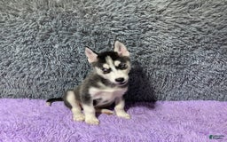 Siberian Husky dogs for sale: Lannie - Image 9