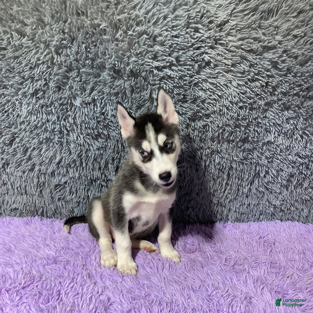 Siberian Husky dogs for sale: Lannie - Image 9