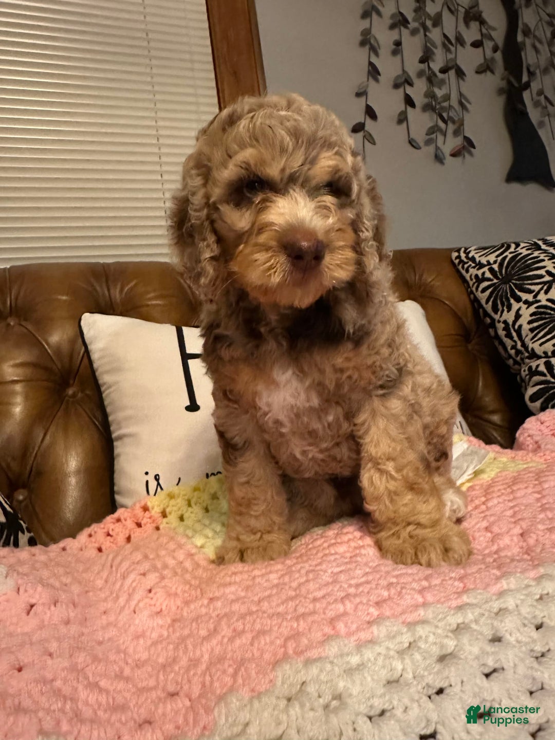Labradoodle dogs for sale: Multigenerational Coco - Image 10