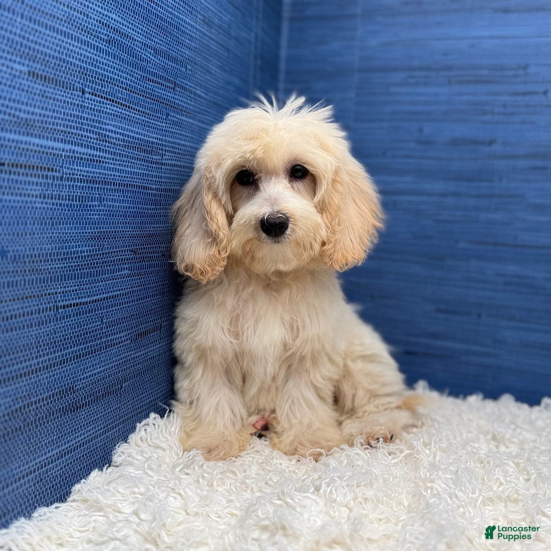 Maltipoo dogs for sale: Rebecca - Image 24