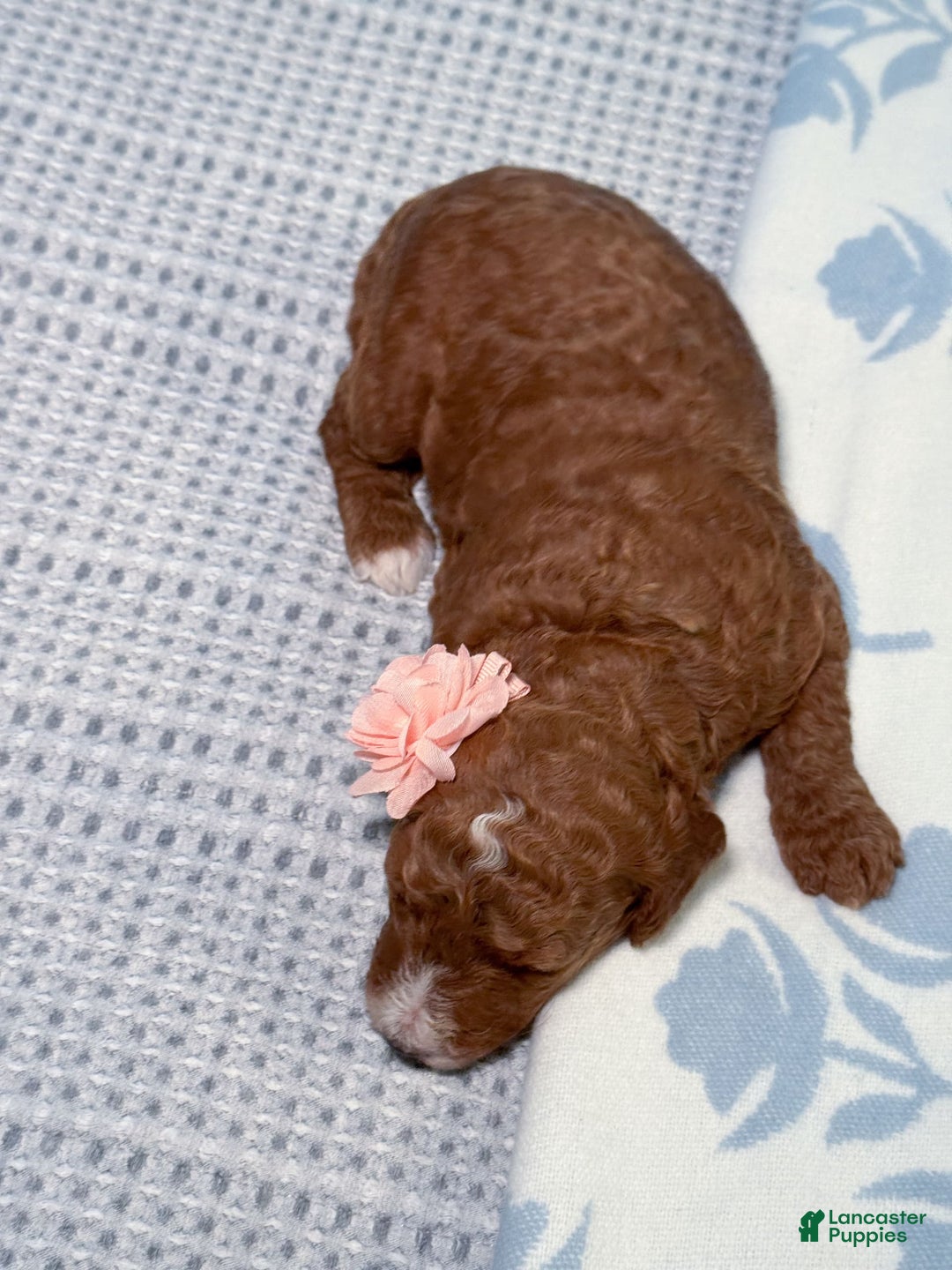 Goldendoodle dogs for sale: Caroline - Image 4