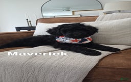 Goldendoodle dogs for sale: Maverick - Image 1