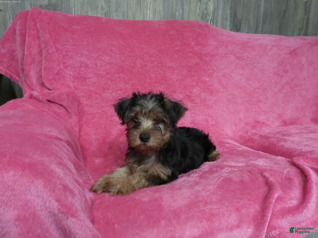 Yorkshire Terrier dogs for sale: Tank - Image 7