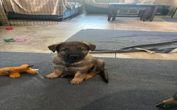 German Shepherd dogs for sale: Rip - Image 2