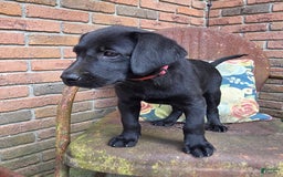 Labrador Retriever dogs for sale: Lola - Image 3