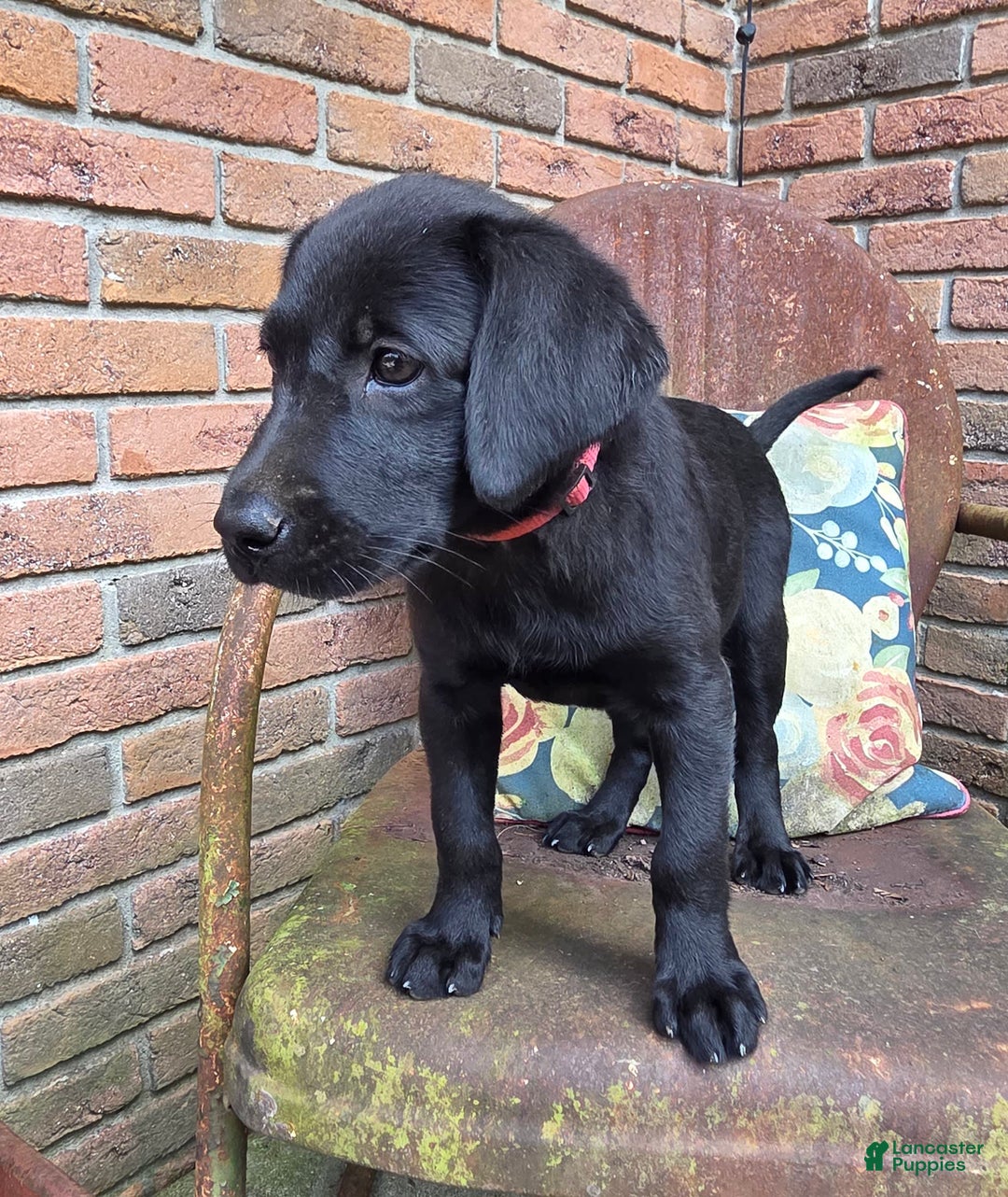 Labrador Retriever dogs for sale: Lola - Image 3