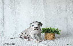 Great Dane dogs for sale: Shadow - Image 1