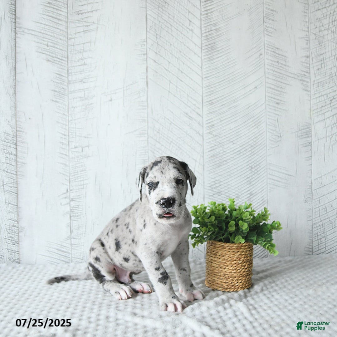 Great Dane dogs for sale: Shadow - Image 1