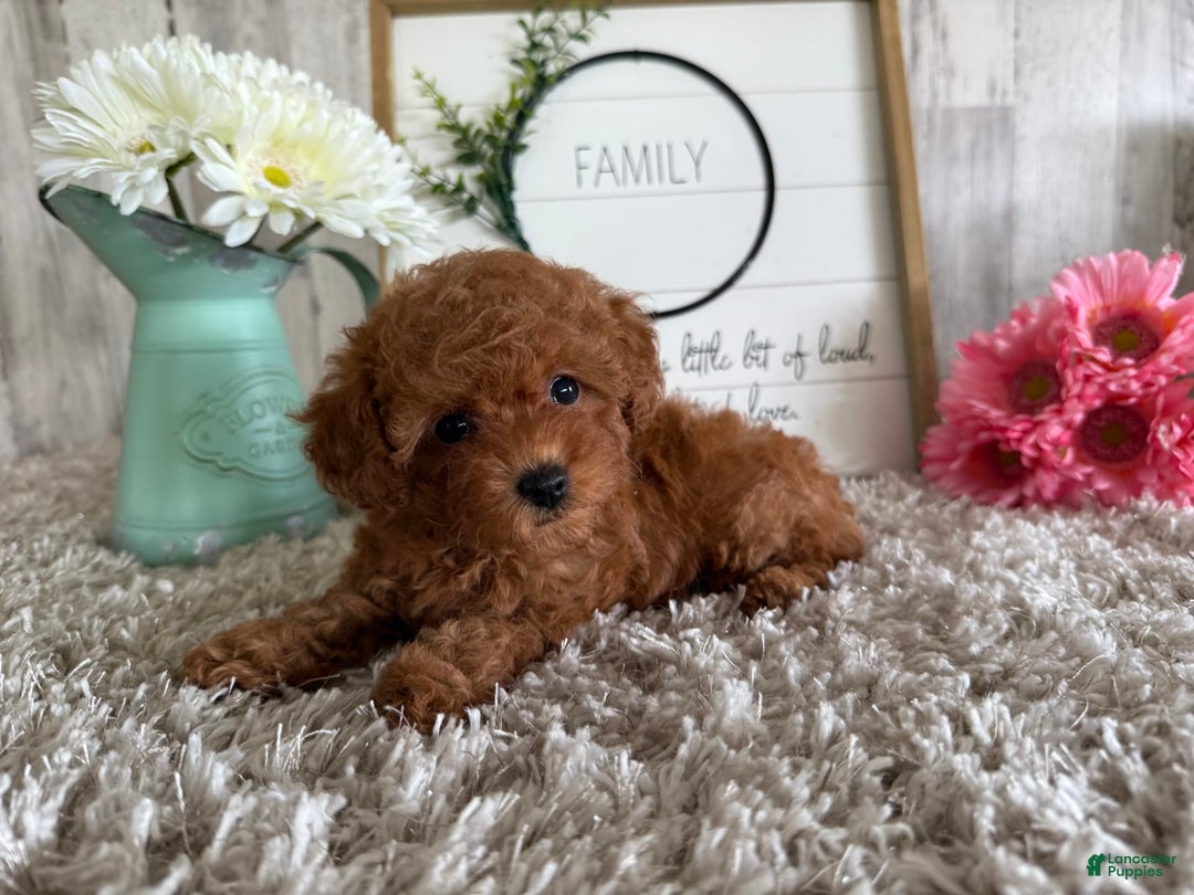 Toy Poodle dogs for sale: Grace - Image 1