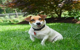 Jack Russell Terrier dogs for sale: Kaylee - Image 3