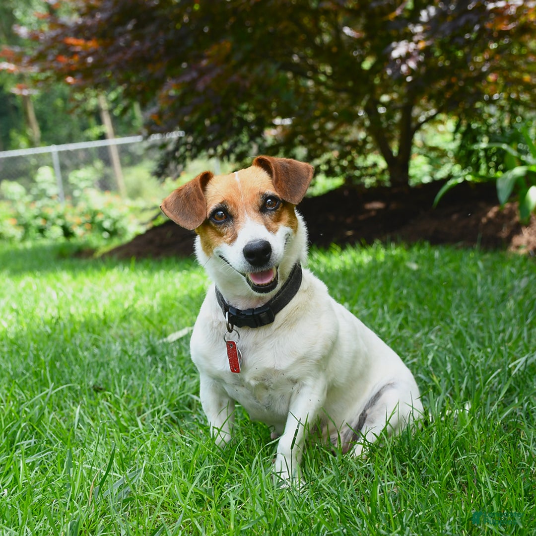 Jack Russell Terrier dogs for sale: Kaylee - Image 3