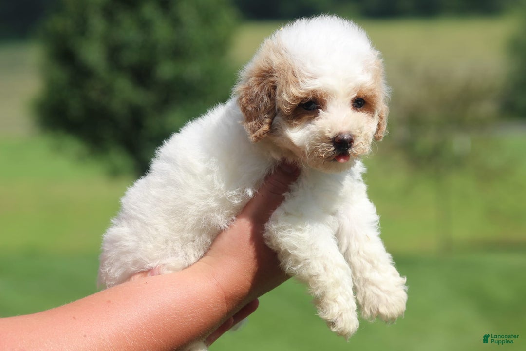 Maltipoo dogs for sale: Oscar - Image 5