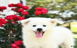 American Eskimo dogs for sale: Marco - Image 6