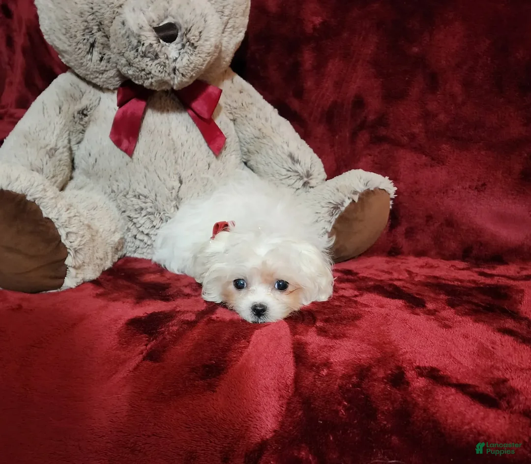 Malshi dogs for sale: Lacey - Image 3