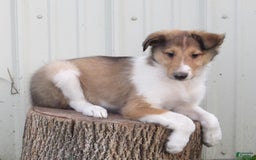 Collie dogs for sale: Asher - Image 5