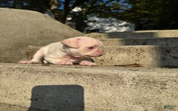 Pug dogs for sale: Luna - Image 2