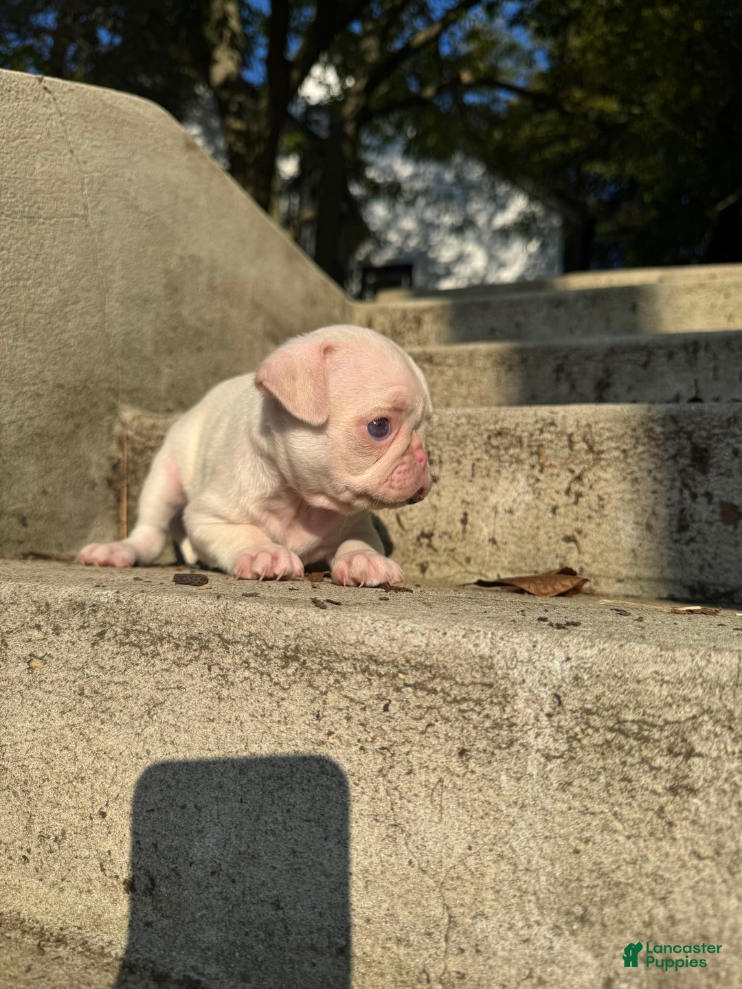 Pug dogs for sale: Luna - Image 2