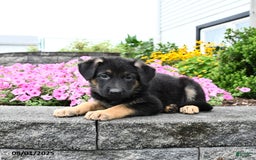 German Shepherd dogs for sale: Satin - Image 2