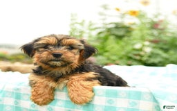 Morkie dogs for sale: Gizmo - Image 3