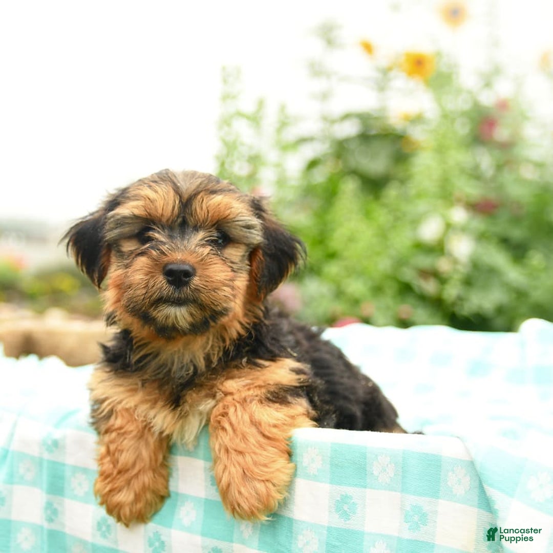 Morkie dogs for sale: Gizmo - Image 3