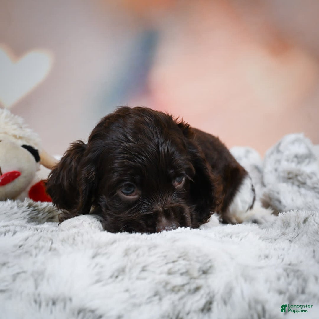 Cocker Spaniel dogs for sale: Leo - Image 5