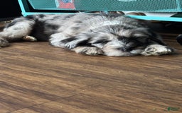 Old English Sheepdog dogs for sale: Light Pink Girl - Image 10