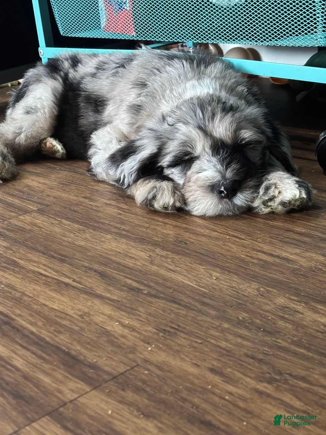 Old English Sheepdog dogs for sale: Light Pink Girl - Image 10