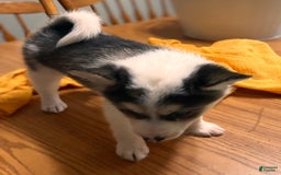 Pomsky dogs for sale: Sweet Rain - Image 11