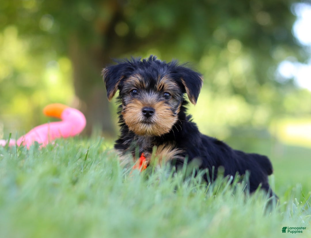 Morkie dogs for sale: Charlie - Image 6