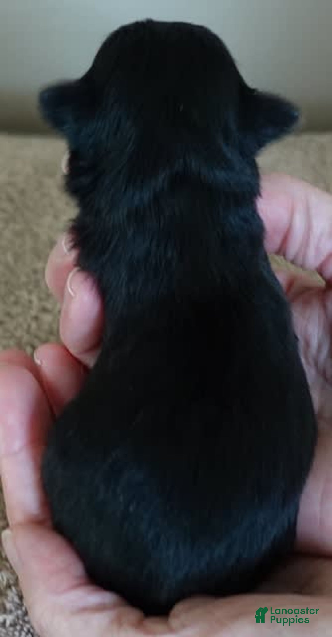 Yorkshire Terrier dogs for sale: Kai - Image 14
