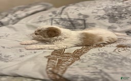 Miniature Poodle dogs for sale: May - Image 20