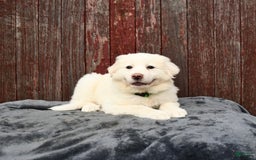 Great Pyrenees dogs for sale: Lassie - Image 3