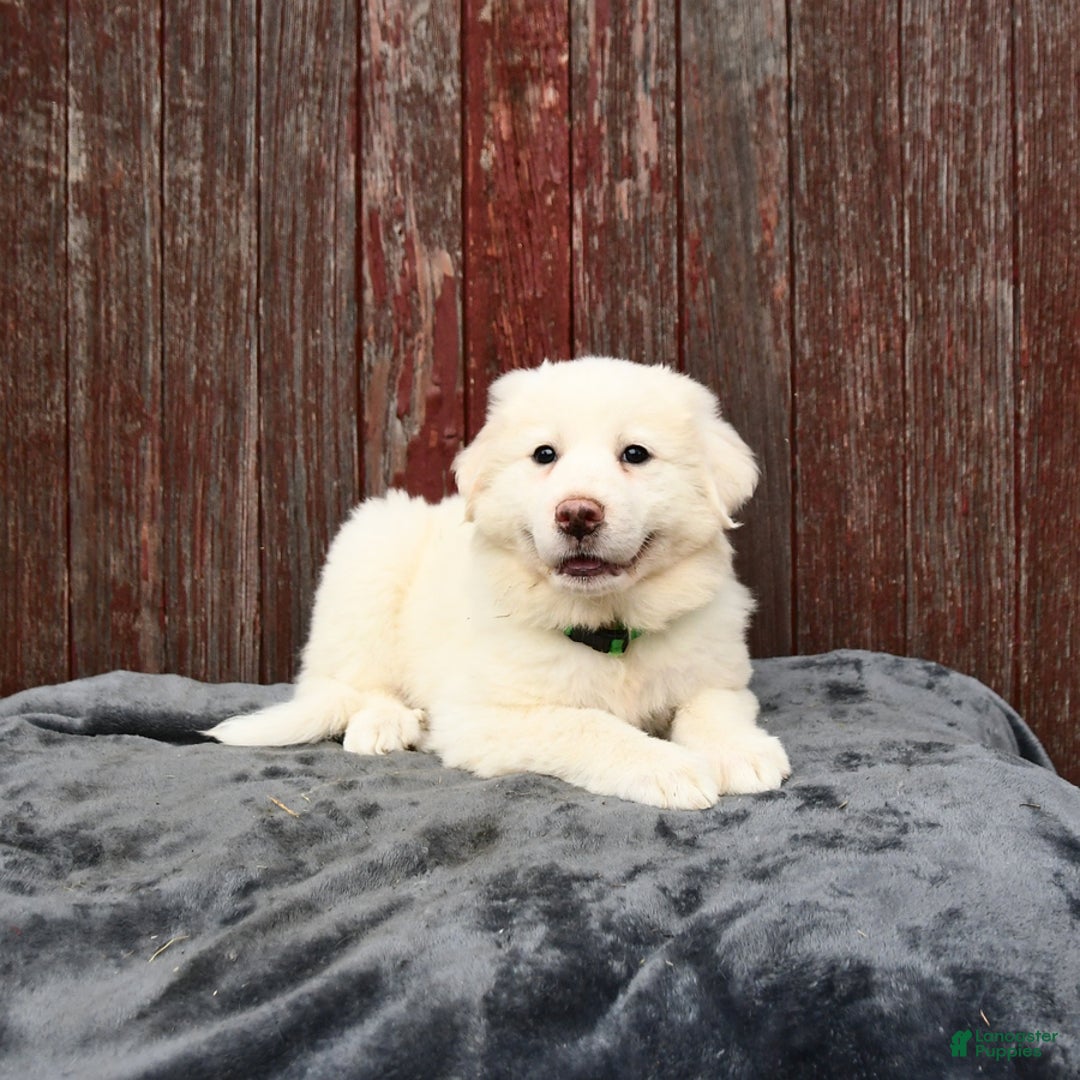 Great Pyrenees dogs for sale: Lassie - Image 3