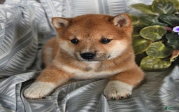 Shiba Inu dogs for sale: Jupiter - Image 1